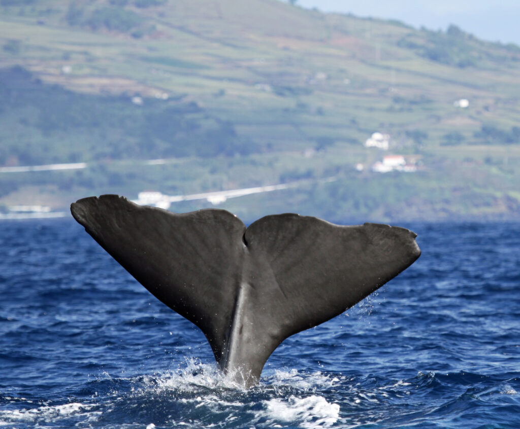 best things to do in the Azores with kids